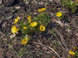 di fagiano occhio, o giallo di fagiano occhio nel latino adone vernalis l. fioriture nel il primavera giardino foto