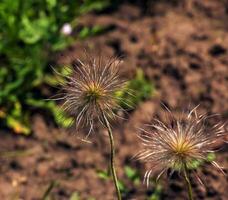 avvicinamento di il nerboruto pulsatilla volgare di seta seme teste foto