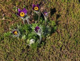 bellissimo pulsatilla volgare nel il giardino nel primavera. pulsatilla volgare, passiflora, è un' specie di fioritura pianta appartenente per il ranuncolo famiglia, ranunculaceae. foto