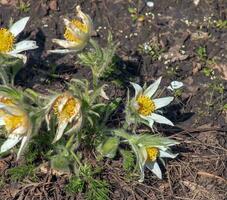 bellissimo pulsatilla volgare nel il giardino nel primavera. pulsatilla volgare, passiflora, è un' specie di fioritura pianta appartenente per il ranuncolo famiglia, ranunculaceae. foto