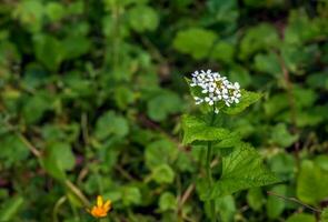 bianca fiori di alliaria petiolata. alliaria petiolata, o aglio mostarda, è un' biennale fioritura pianta nel il mostarda famiglia. foto