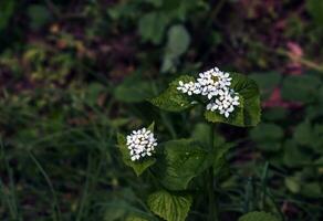 bianca fiori di alliaria petiolata. alliaria petiolata, o aglio mostarda, è un' biennale fioritura pianta nel il mostarda famiglia. foto