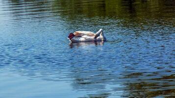 whooper cigno, Cygnus cigno. solitario uccello su il acqua. un' selvaggio cigno nuotate su il superficie di il fiume. foto