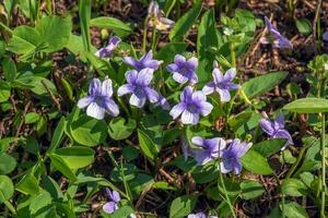 viola mandshurica è un' genere di Viola. primavera fiore manchurian viola foto