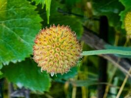 seme scatola di un' bellissimo gaillardia aristata fiore con selettivo messa a fuoco su un' verde sfocato sfondo. estate fiore. testa di bellissima fioritura fiori foto