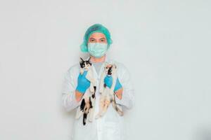 un' maschio veterinario trasporta un' calicò gatto per diagnosi. foto