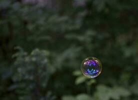 colorato arcobaleno sapone bolla su il sfondo di verde alberi al di fuori foto