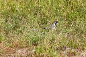 Pavoncella rossa, Vanellus indicus nel Rajasthan, India foto