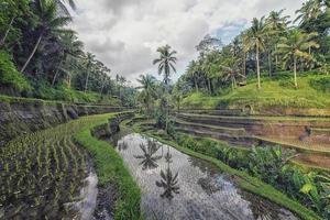 terrazza di riso tegallalang a ubud bali indonesia