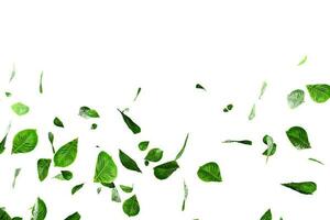 fresco verde le foglie copertura verdura foto