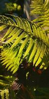 selvaggio naturale verde felce foglia nel il controluce di il ambientazione sole. tropicale albero foglie, selvaggio felce foglie, osmunda regali, orecchio alberi, o piches, albero felce ramo ciathea midollare davanti di sole foto