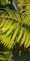 selvaggio naturale verde felce foglia nel il controluce di il ambientazione sole. tropicale albero foglie, selvaggio felce foglie, osmunda regali, orecchio alberi, o piches, albero felce ramo ciathea midollare davanti di sole foto