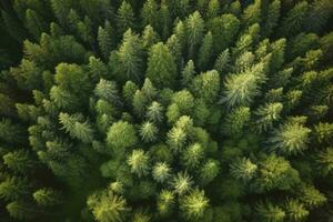 aereo superiore Visualizza di estate verde alberi nel foresta nel rurale Finlandia, creare ai foto