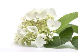 ortensia fiore, weltfrauentag si intende internazionale Da donna giorno , isolato su bianca sfondo, creare ai foto