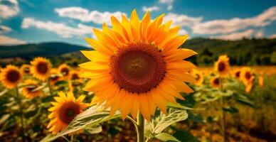 campo di girasoli nel fioritura, caldo soleggiato estate, panoramico luminosa sfondo - ai generato Immagine foto