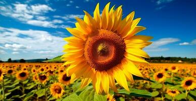 campo di girasoli nel fioritura, caldo soleggiato estate, panoramico luminosa sfondo - ai generato Immagine foto