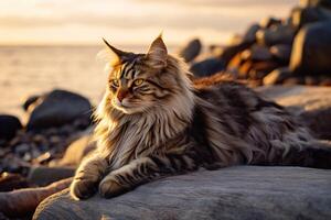 bellissimo Maine coon gatto su il riva del mare a tramonto. generativo ai foto