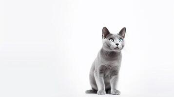 bellissimo grigio gatto seduta su un' bianca sfondo. copia spazio. generativo ai foto