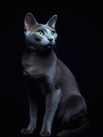 ritratto di un' russo blu gatto su un' nero sfondo. generativo ai foto