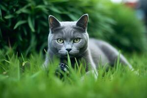 bellissimo grigio gatto seduta su il erba con un' telecamera. generativo ai foto