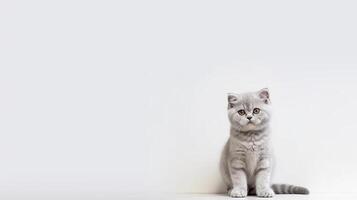 carino Scozzese piegare gattino su bianca sfondo con copia spazio. generativo ai foto