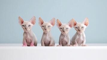 tre sphynx gatti seduta su un' bianca tavolo nel davanti di un' blu parete. generativo ai foto