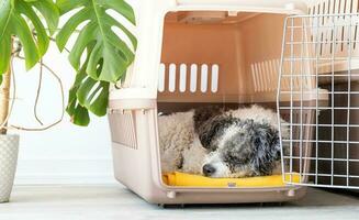 carino bichon frise cane dire bugie nel viaggio animale domestico vettore, bianca parete sfondo foto