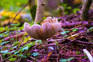 funghi nel bosco foto