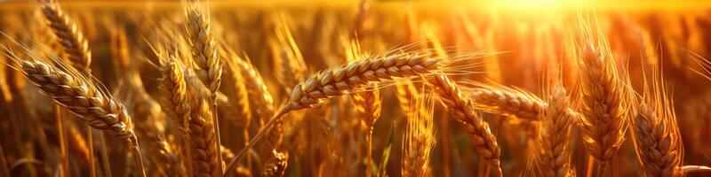 bellissimo Grano campo nel tramonto, ai generativo foto