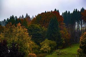 foresta di alberi d'autunno