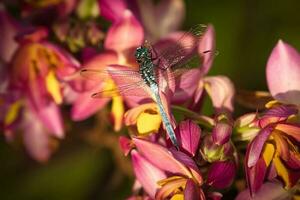 libellula su filippino terra orchidea nel il giardino, mahe Seychelles foto