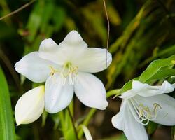 natale giglio fioritura dentro il botanico giardino, mahe Seychelles foto