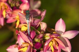 libellula su filippino terra orchidea nel il giardino, mahe Seychelles foto