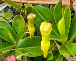 volare su il brocca impianti su superiore di copolia natura sentiero, mahe Seychelles 1 foto