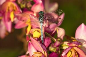 libellula su filippino terra orchidea nel il giardino, mahe Seychelles foto