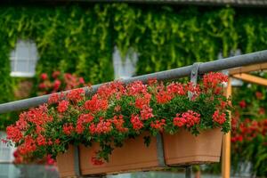 ressa città a il Reno fiume foto