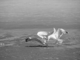 il spiaggia di de haan nel Belgio foto