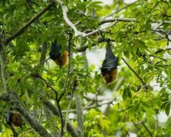 frutta pipistrelli passaggio dentro il botanico giardino nel il cotone albero, mahe Seychelles foto