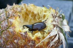 Dinastini o cervo scarafaggio siamo mangiare ananas buongustaio. foto