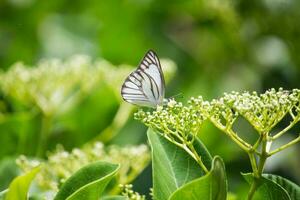 farfalla seduta su fiore o verde foglia foto