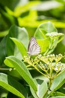 farfalla seduta su fiore o verde foglia foto