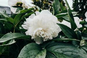 bellissimo fiore Immagine, bianca foto