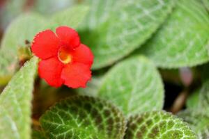 luminosa rosso fiore di tappeto pianta o episcia fioritura e le foglie sfondo. un altro nome è telaio Viola. foto