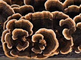 primo piano di un attraente fungo modellato marrone che cresce su un tronco d'albero caduto dall'alto