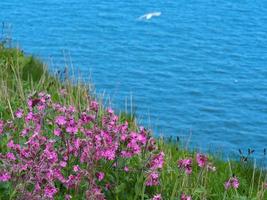 Red campion fioritura su una scogliera con un gabbiano e il mare blu in background