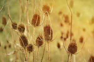 cardo nella natura nella stagione autunnale foto