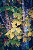 foglie di albero verde nella stagione primaverile foto