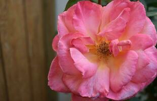 rosa giardino rosa, rosa sfondo struttura foto