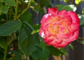 rosa giardino rosa, rosa sfondo struttura foto