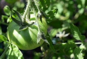 in crescita pomodori, verde pomodoro, biologico giardino foto